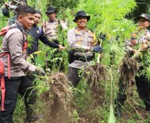 Polisi Musnahkan Ladang Ganja Seluas 2 Hektare Milik Seorang Petani - JPNN.com