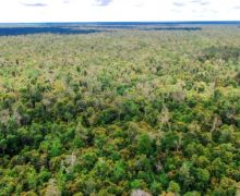 16 Negara Berdiri Bersama Indonesia Melawan UU Deforestasi Eropa - JPNN.com