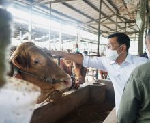 Persiapkan Akhir Tahun, Badan Pangan Nasional Jaga Harga Daging Sapi Tetap Stabil - JPNN.com