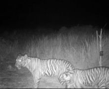 Seekor Harimau Muda di Pelalawan Masuk Perangkap, BBKSDA Lakukan Hal Ini - JPNN.com