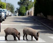 Siasat Israel Gunakan Babi Hutan untuk Singkirkan Warga Palestina - JPNN.com