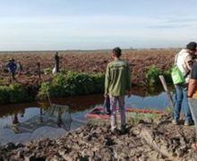 Buaya Muara Muncul di Kanal RAPP, Tim BBKSDA Riau Pasang Perangkap - JPNN.com
