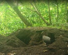 Turut Lestarikan Satwa Langka, PLN Berhasil Menetaskan 9 Telur Burung Maleo - JPNN.com