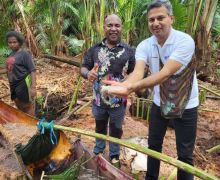 FAO Siap Bantu Indonesia Tingkatkan Kemampuan Petani Papua - JPNN.com