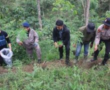 Polisi Memburu Tersangka Penanam Ratusan Batang Ganja - JPNN.com