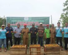 Petani DMPA Sukses Panen Raya Tomat & Jagung, Hasilnya Sebegini  - JPNN.com