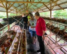 Lewat Peternakan, PMI Bangkitkan Ekonomi Masyarakat Papua - JPNN.com