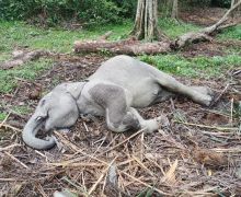 Gajah Jantan Bernama Damar Mati, Dunia Konservasi Berduka - JPNN.com