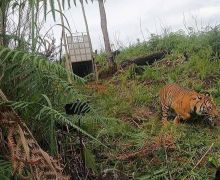 Ngeri, Harimau Mengamuk Serang Petugas Patroli di Aceh Selatan, 1 Orang Luka Berat - JPNN.com