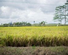Kabar Baik dari Kementan Terkait Pengembangan Food Estate di Kapuas dan Pulang Pisau - JPNN.com