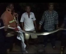 Sanca Sepanjang 3 Meter Masuk ke Rumah Warga di Lampung Selatan - JPNN.com
