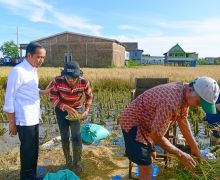 Jokowi Sebut Hasil Produksi Beras di Maros Baik Meski 2 Kali Dihantam Banjir - JPNN.com