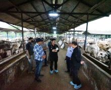 Pantau Peternakan di Bekasi, Mentan SYL Jamin Ketersediaan Daging Sapi Jelang Idulfitri - JPNN.com