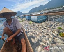 15 Ton Ikan di Danau Maninjau Mati, Ini Penyebabnya - JPNN.com