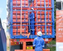 Ekspor Perdana 23 Ribu Ayam Hidup ke Singapura Sukses, Bea Cukai Apresiasi Semua Pihak - JPNN.com