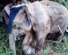 Seekor Gajah Liar Ditemukan dengan Kondisi Luka Kaki di Pedalaman Aceh Jaya - JPNN.com