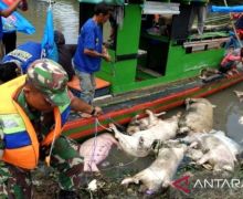 Ribuan Babi di Parigi Moutong Mati Mendadak, Peternak Diminta Tak Buang Sembarangan - JPNN.com