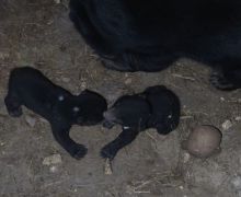 2 Bayi Beruang Madu Menambah Koleksi Taman Satwa Lembah Hijau - JPNN.com