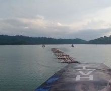 Polisi Sita 175 Tual Kayu Diduga Hasil Illegal Logging, Berawal dari Temuan Wisatawan di Gulamo - JPNN.com