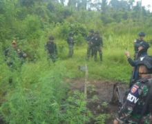 Satgas Pamtas Yonif 725/WRG Menemukan Ladang Ganja di Boven Digoel Papua Selatan - JPNN.com