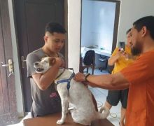 Korban Gigitan Anjing Rabies di Ambon Mencapai 448 Orang, Lima Meninggal Dunia - JPNN.com