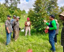 Ditjen Hortikultura Bersama IPB Bogor Ukur Kemampuan Durian Menyerap Stok Karbon - JPNN.com