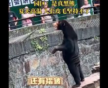 Ketahuan, Beruang Madu di Tiongkok Lebih Mirip Orang Pakai Kostum - JPNN.com