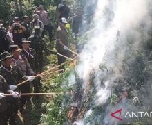 BNN Musnahkan 4,5 Hektare Ladang Ganja di Aceh Utara - JPNN.com