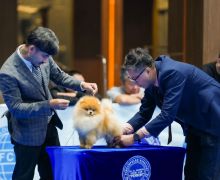 Keseruan Kontes Anjing Perkin Jaya 2023, dari Kecantikan sampai Ketahanan - JPNN.com
