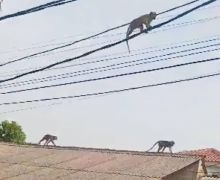 Kawanan Monyet Liar Masuk Permukiman Bikin Resah Warga Cipayung Jaktim - JPNN.com