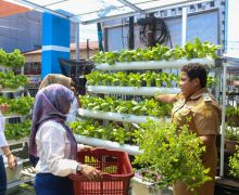 Kisah BRInita di Jayapura, Urban Farming Jadi Gaya Baru Bertani - JPNN.com