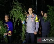 Polisi Buru Pemilik Ladang Ganja 5 Hektare di Madina - JPNN.com