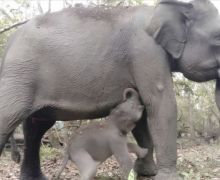 Seekor Anak Gajah Sumatra Lahir dalam Kondisi Sehat di Taman Nasional Way Kambas - JPNN.com