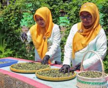Berkat BRInita, Teh Herbal Jadi Produk Unggulan Poktan Bensor Semarang - JPNN.com