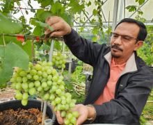 Kurangi Ketergantungan Impor, Anggur Lokal Siap jadi Pilihan - JPNN.com