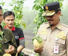 Panen Perdana Melon Intanon di Cianjur, Keuntungannya Menggiurkan! - JPNN.com