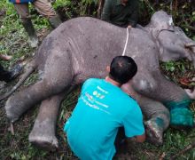 Anak Gajah Sumatra di Riau Ini Ditemukan Mati Setelah Terjerat Tali - JPNN.com