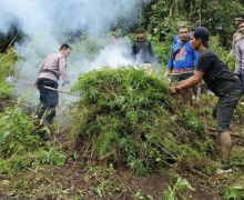 Ladang Ganja Seluas 5 Hektare di Mandailing Natal Ternyata Milik RR - JPNN.com