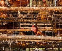 Peternak Ayam di Asia Diminta Tidak Menggunakan Kandang Baterai, Ini Alasannya  - JPNN.com