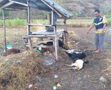 Remaja di Kabupaten Bima Tersambar Petir Saat Menggembala Kambing - JPNN.com