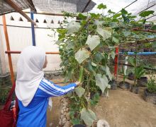 Warga Tuminting & BRI Menyulap Timbunan Sampah Jadi Lahan Urban Farming 'BRInita' - JPNN.com