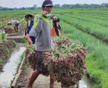 Panen Bawang Merah di Brebes, Mentan: Saya Senang Produksinya Semakin Baik - JPNN.com