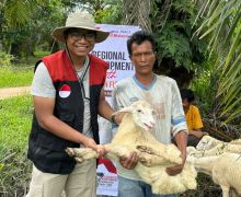 Golden Future Indonesia Menggencarkan Program Lumbung Ternak Duafa  - JPNN.com