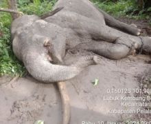 Diduga Diracun, Gajah Sumatra Ditemukan Mati di Riau, Gadingnya Hilang - JPNN.com
