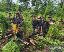 Terungkap Pemilik 2 Hektare Ladang Ganja di Empat Lawang Sumsel - JPNN.com