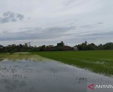 1.400 Hektare Tanaman Padi di Demak Tergenang Banjir - JPNN.com