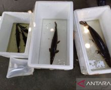 18 Ekor Ikan Invasif di Yogyakarta Dimusnahkan, Ada Piranha hingga Arapaima - JPNN.com