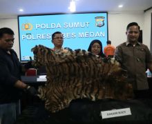 Penjual Kulit Harimau Sumatra Ini Ditangkap Polisi di Sumut - JPNN.com