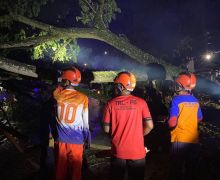 Tertimpa Pohon Tumbang, Ronal Danar Prasetya Tewas Mengenaskan - JPNN.com