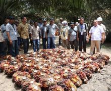 Petani Sawit di Kalbar Adopsi Pola Kemitraan Petani dan PTPN IV Regional 3 Riau - JPNN.com